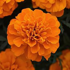 TAGETES patula Bonanza 'Deep Orange' (Marigold), Dwarf Crested French Marigold, Dwarf Anemones