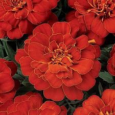 TAGETES patula Durango 'Red' (Marigold), Dwarf Crested French Marigold, Dwarf Anemones