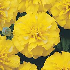 TAGETES patula Bonanza 'Yellow' (Marigold), Dwarf Crested French Marigold, Dwarf Anemones