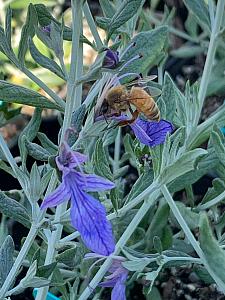 TEUCRIUM fruticans 'Curacao' (= 'Ventecu'), Bush Germander, Shrubby Germander