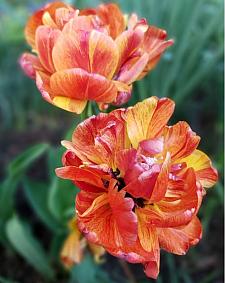 TULIPA 'Gudoshnik Double', Tulip, Peony Tulip, Double Tulip