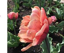 TULIPA 'La Belle Epoque', Tulip, Peony Tulip, Double Tulip