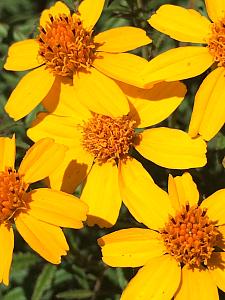 TAGETES lemmonii, Mexican Marigold, Mt. Lemmon Marigold