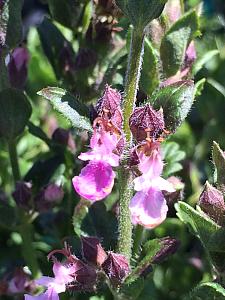 TEUCRIUM chamaedrys 'Prostratum', Dwarf Wall Germander