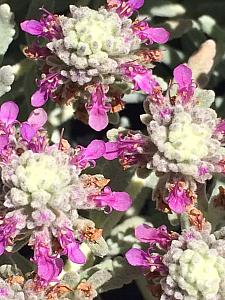 TEUCRIUM cossonii (syn. T. majoricum), Germander