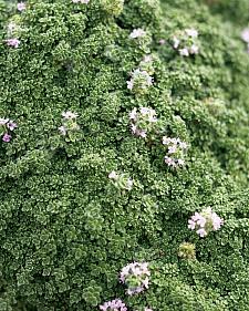 THYMUS serpyllum 'Elfin', Elfin Thyme