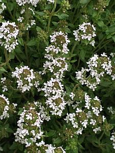 THYMUS vulgaris (English), English Thyme