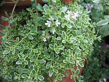 THYMUS praecox 'Highland Cream', Creeping Thyme