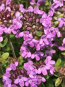 THYMUS x citriodorus 'Lemon Creeping', Lemon Scented Creeping Thyme