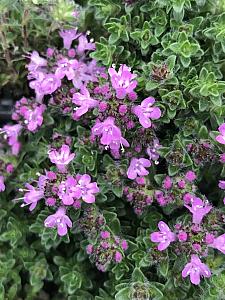 THYMUS serpyllum 'Pink Chintz', Pink Chintz Creeping Thyme