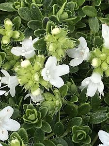 THYMUS praecox arcticus 'Albus', Creeping Thyme, Wild Thyme