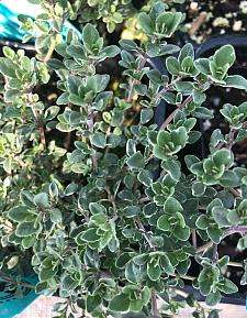 THYMUS vulgaris 'Argenteus' (Silver), Silver Thyme