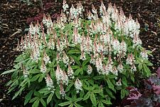 TIARELLA 'Spring Symphony', Foam Flower