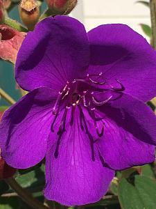 TIBOUCHINA urvilleana, Princess Flower, Purple Glory Bush