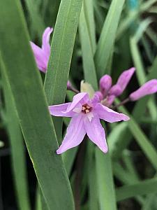 TULBAGHIA violacea, Society Garlic