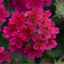 VERBENA Lascar 'Burgundy' (syn. 'Klevp08383'), Vervain, Verbena Lascar Series