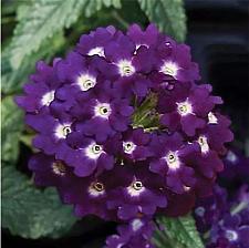 VERBENA Lascar 'Dark Violet' (syn. 'Klevp15483'), Vervain, Verbena Lascar Series