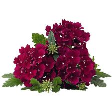 VERBENA 'Empress Flair Burgundy', Vervain, Empress Series