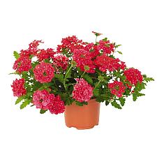 VERBENA 'Empress Flair Coral Reef', Vervain, Empress Series