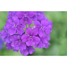 VERBENA 'Empress Flair Lavender Blue', Vervain, Empress Series