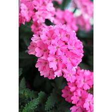 VERBENA 'Empress Sun Pink', Vervain, Empress Series