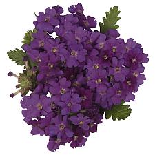 VERBENA 'Empress Sun Violet', Vervain, Empress Series