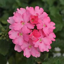 VERBENA Lascar 'Pink' (syn. 'Klevp12447'), Vervain, Verbena Lascar Series