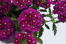 VERBENA x hortensis 'Vanessa Magenta', Vanessa Series Verbena