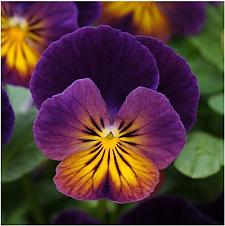 VIOLA cornuta 'Celestial Northern Lights', 