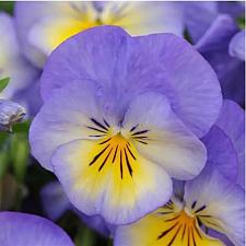 VIOLA cornuta 'Halo Sky Blue', Horned Violet, Tufted Violet, Tufted Pansy