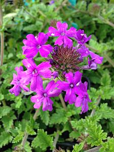 VERBENA canadensis 'Homestead Purple', Rose or Clump Verbena; Rose or Creeping Vervain