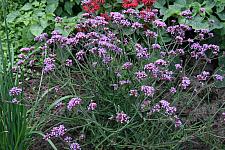 VERBENA bonariensis 'Lollipop', Dwarf Vervain