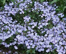 VERONICA 'Waterperry Blue', Speedwell