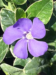 VINCA minor 'Sterling Silver', Dwarf Periwinkle