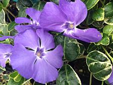 VINCA minor 'Ralph Shugert', Dwarf Periwinkle