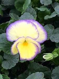 VIOLA 'Etain', English Viola