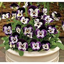 VIOLA cornuta 'Penny Mickey', 