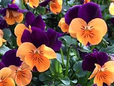 VIOLA cornuta 'Penny Orange Jump-Up', 