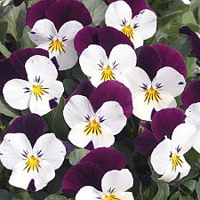 VIOLA cornuta 'Penny White Jump-Up', 