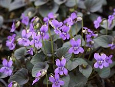 VIOLA labradorica, Labrador Viola