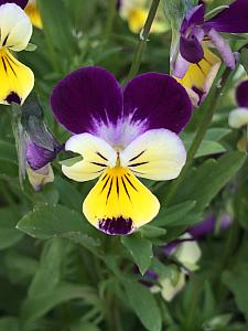 VIOLA tricolor, Organic Johnny-Jump-Up, Heartsease Pansy