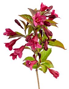 WEIGELA x hybrida Prism 'Sunset' (syn. 'Wg19-108'), Weigela