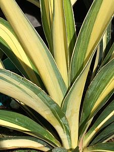 YUCCA filamentosa 'Color Guard', Adam's Needle, Spoonleaf Yucca