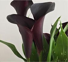 ZANTEDESCHIA 'Montevideo' (syn. Z. 'Odessa') (Calla Lily), Calla Lily, Supreme Calla Series