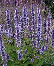 AGASTACHE 'Blue Fortune', Anise Hyssop