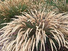 CALAMAGROSTIS foliosa, 