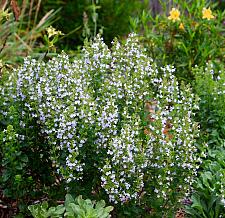 CALAMINTHA nepeta, Calamint