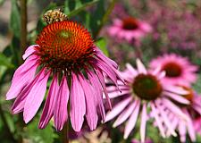 ECHINACEA purpurea, Purple Coneflower