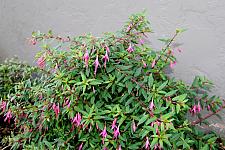 FUCHSIA 'Del Campo Glazion', 