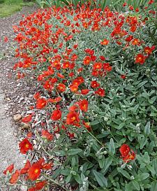 HELIANTHEMUM 'Henfield Brilliant', Sunrose